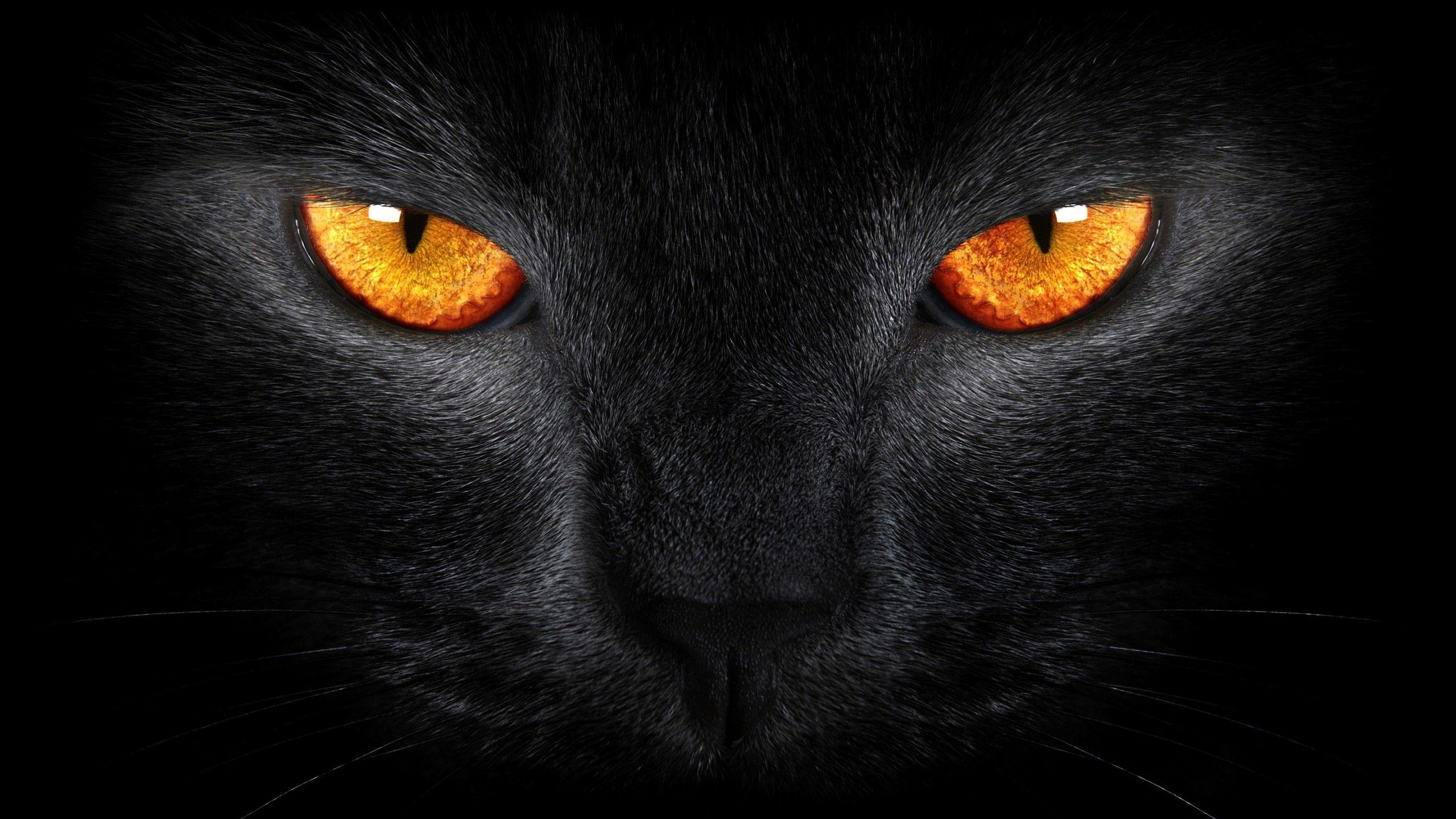 Wallpaper Black Cat, Scary, Yellow eyes, Dark background, Animals