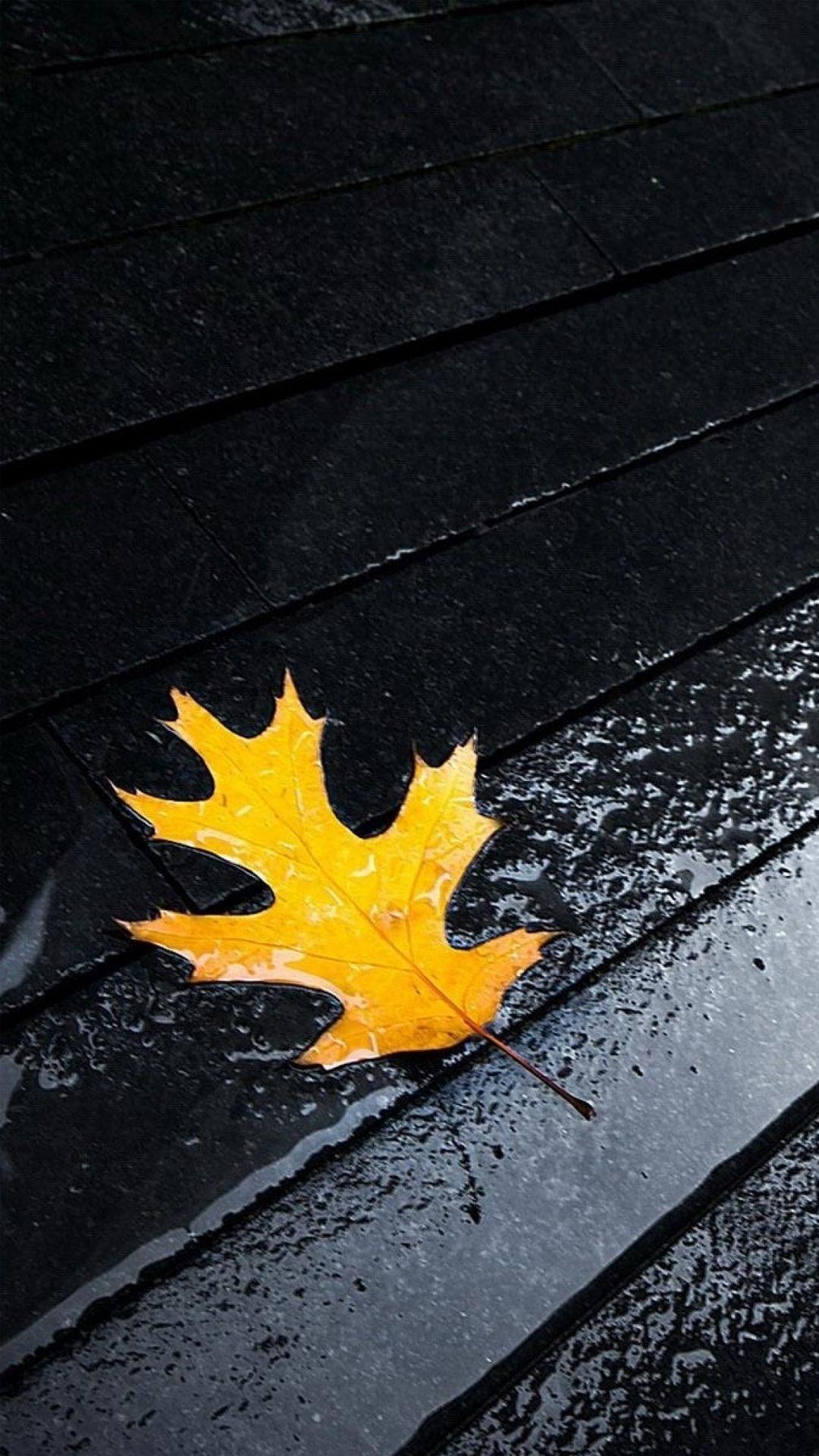 Leaf After The Rain Mobile HD Wallpaper