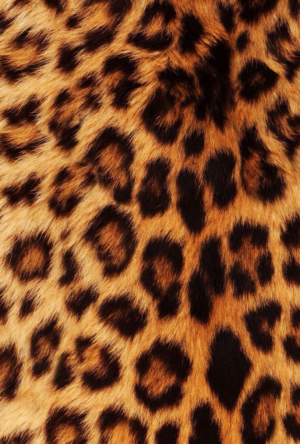 Wallpaper iPhone 6 plus Leopard