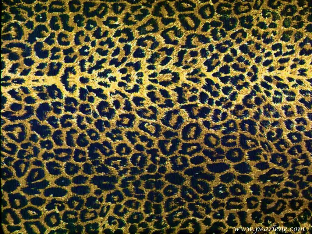 Download Free 15 Cheetah Print Wallpaper. Free HD Wallpaper