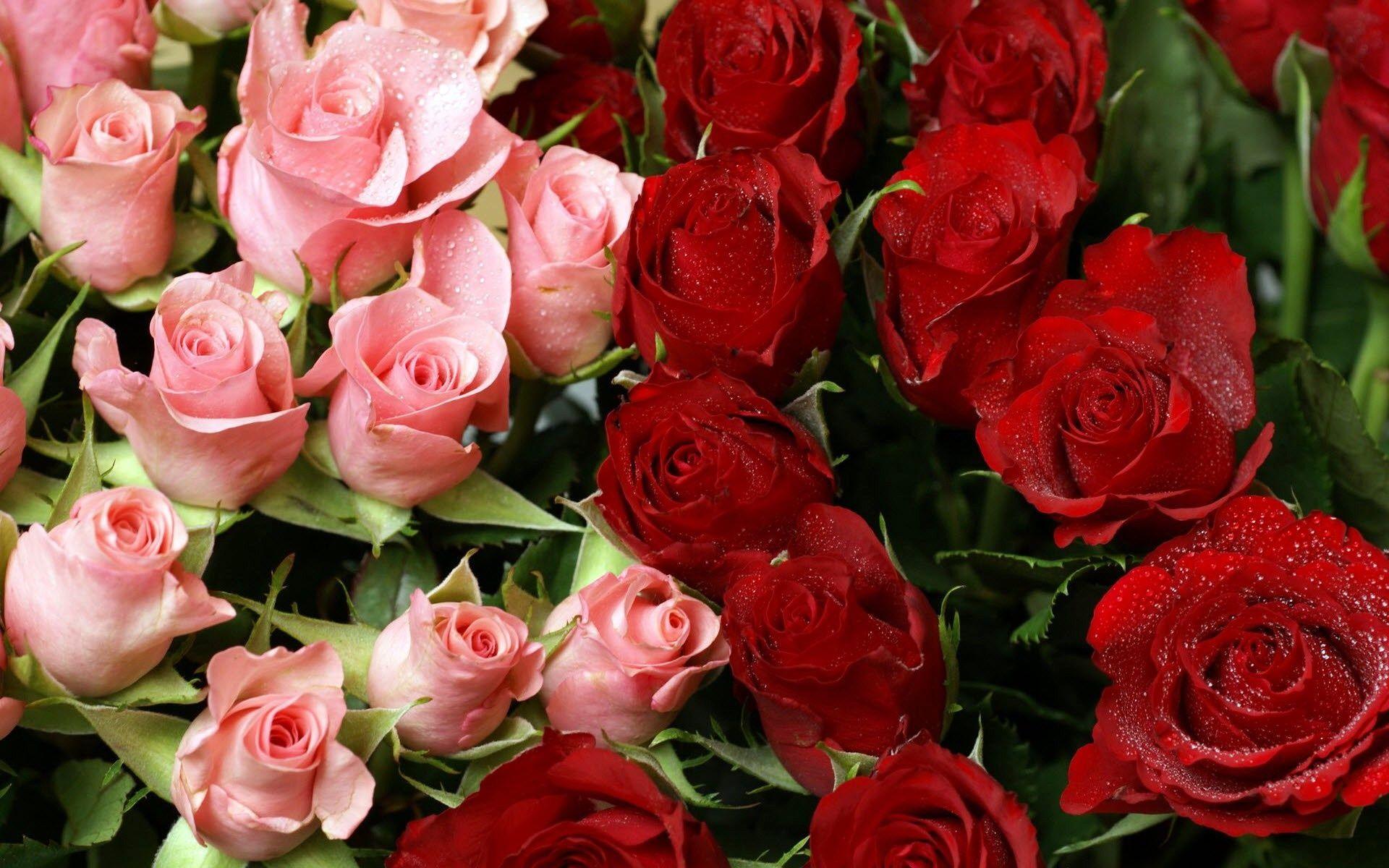 Pink & Red Roses Bouquet Wallpaper in jpg format for free download