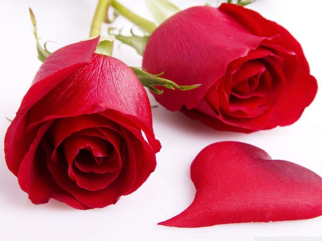 Red rose heart Wallpaper__ (1024×768). Roses