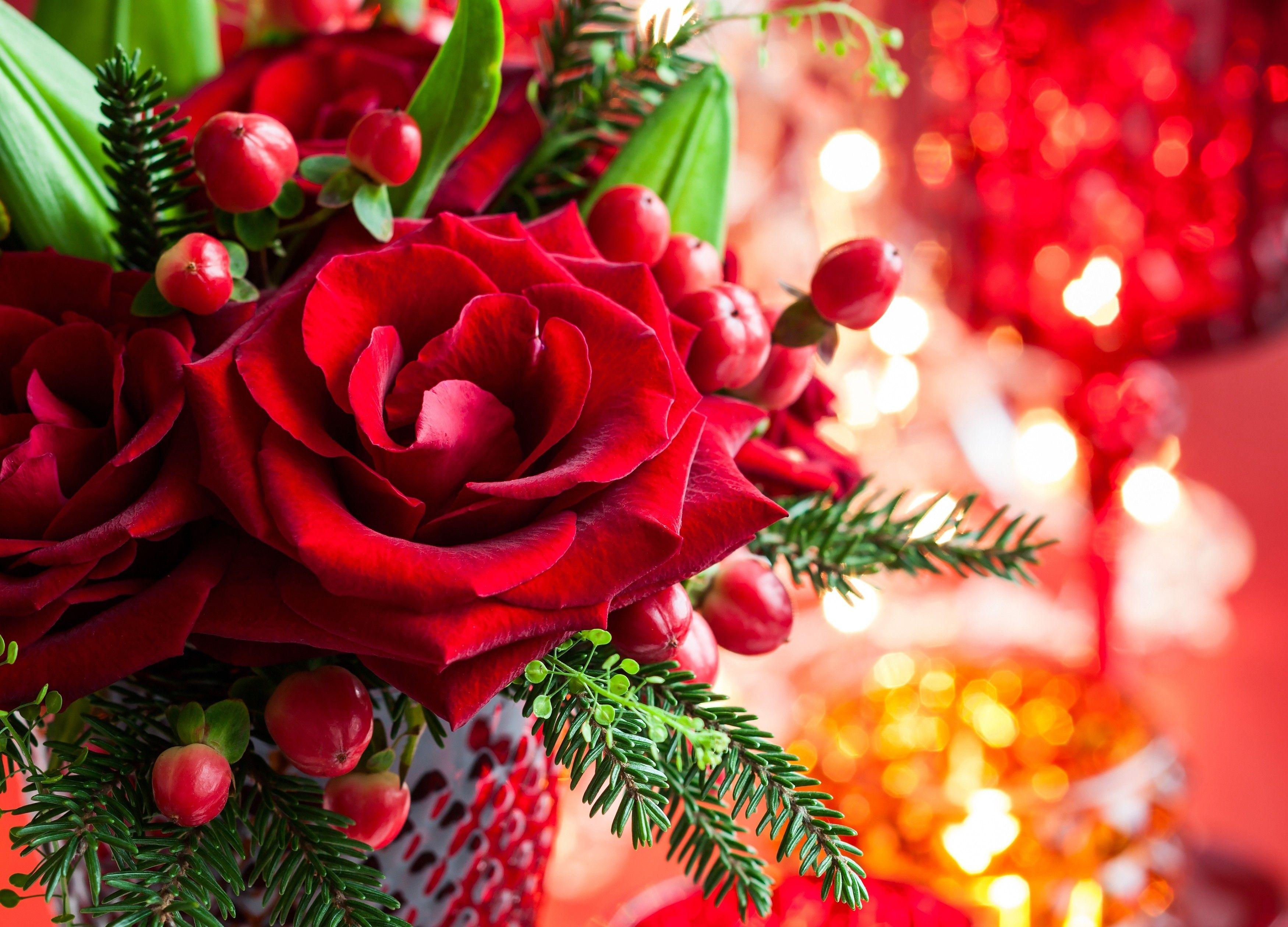 Flowers: Magic Love Bokeh Red Xmas Roses Merry Rose Christmas Petals