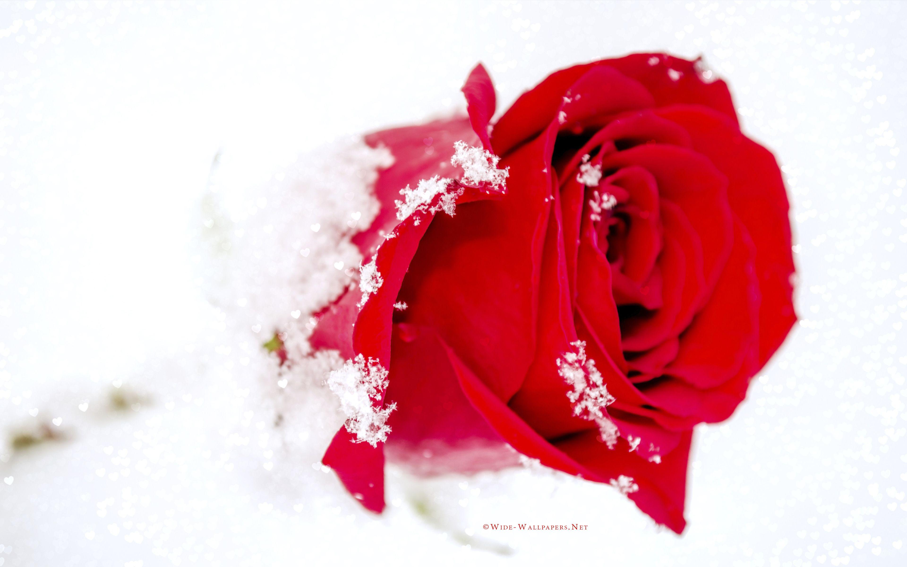 Red Rose in the Snow and Hearts Bokeh widescreen wallpaper. Wide
