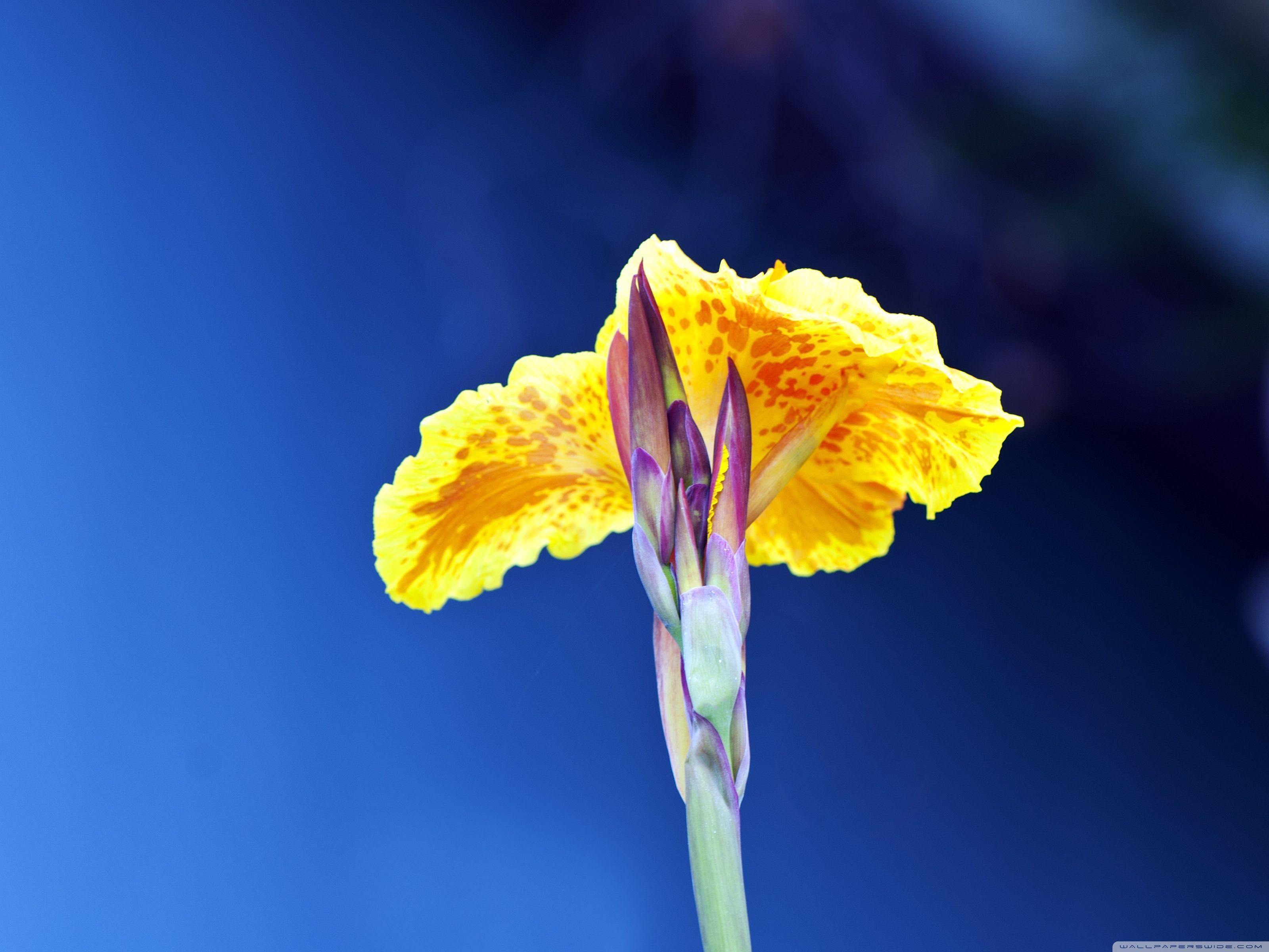 Natural Beauty ❤ 4K HD Desktop Wallpaper for 4K Ultra HD TV • Wide