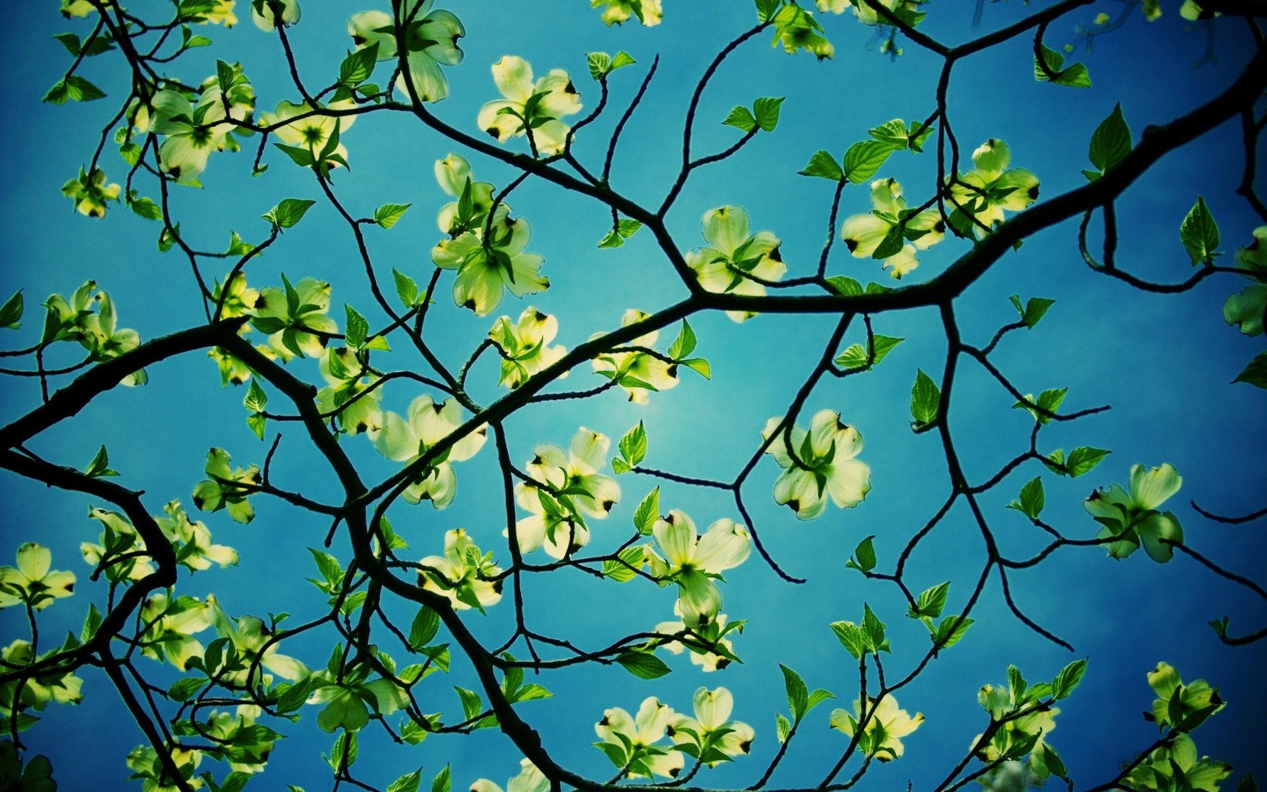 Natural Beauty Nature HD Wallpaper No. 0076 2560x1600