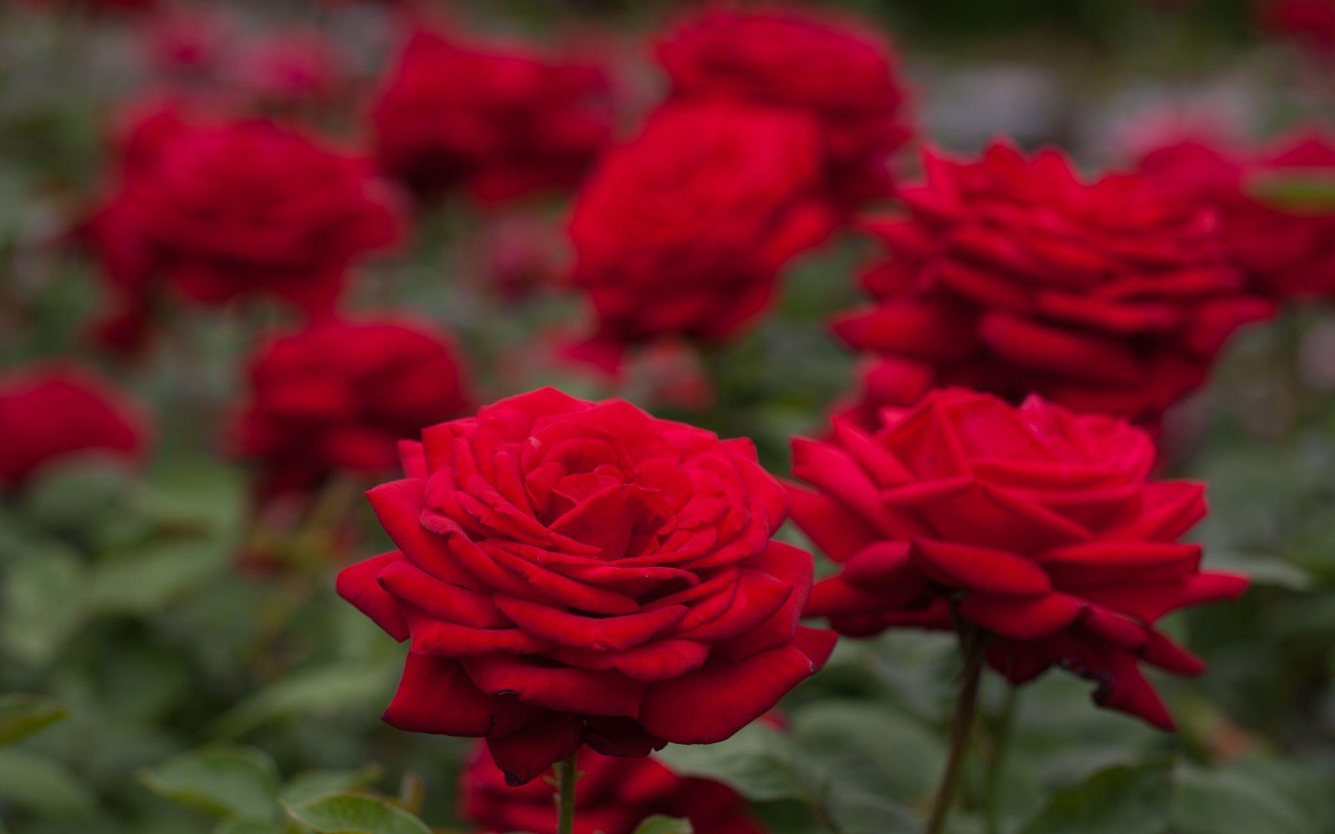 Download Wallpaper 1920x1200 Red roses, bokeh HD Background
