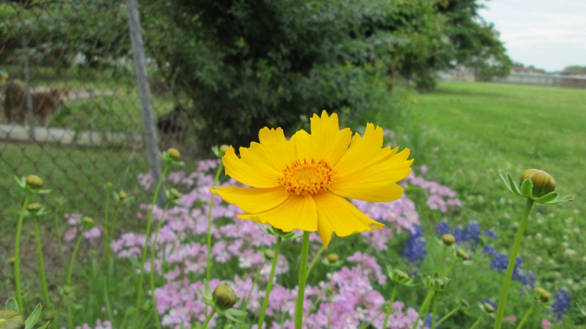 wallpaper: Sky Natural Field Nature Lavender