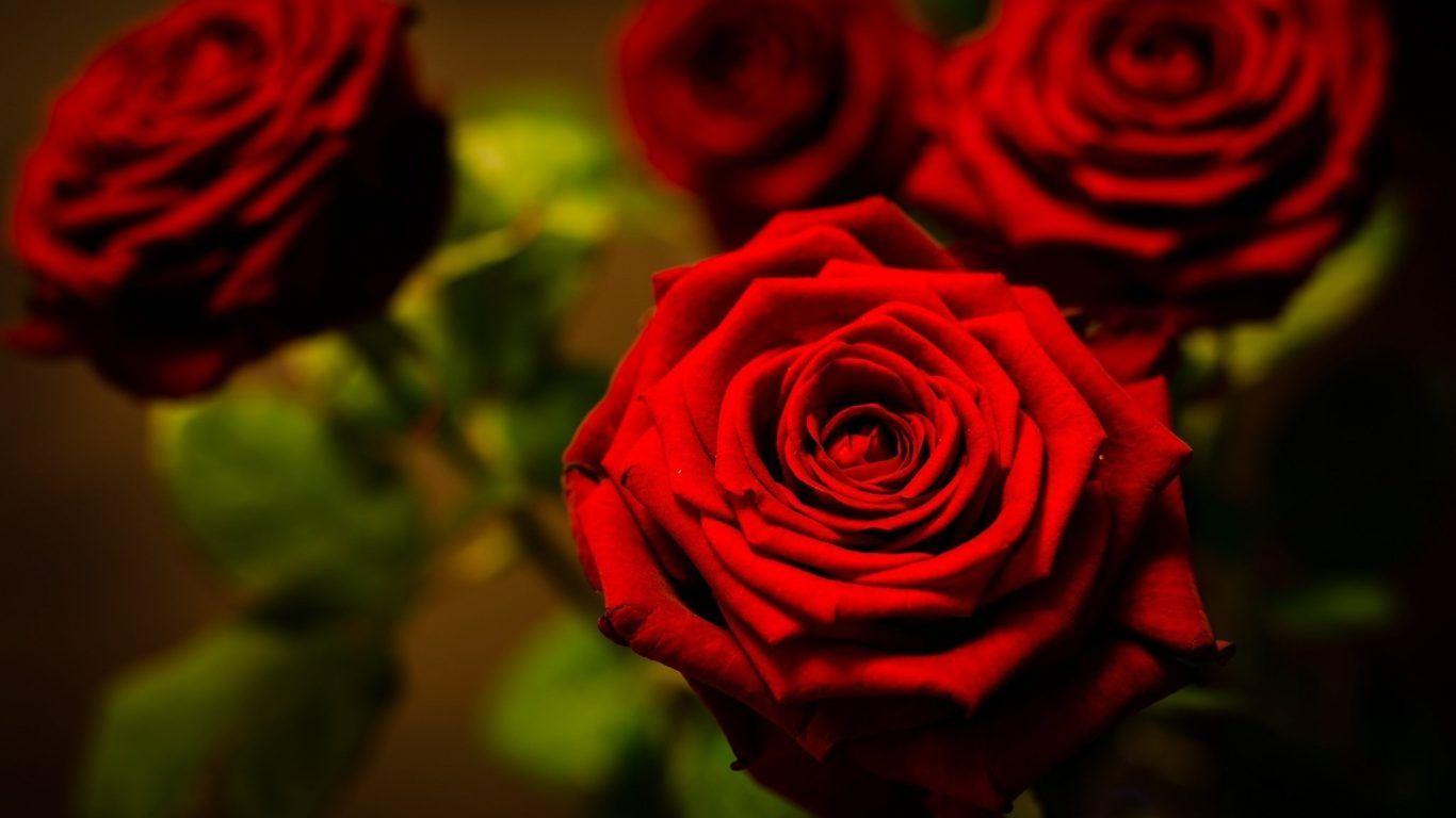 Flowers: Red Flower Bokeh Rose Close Petals Up Nature Picture