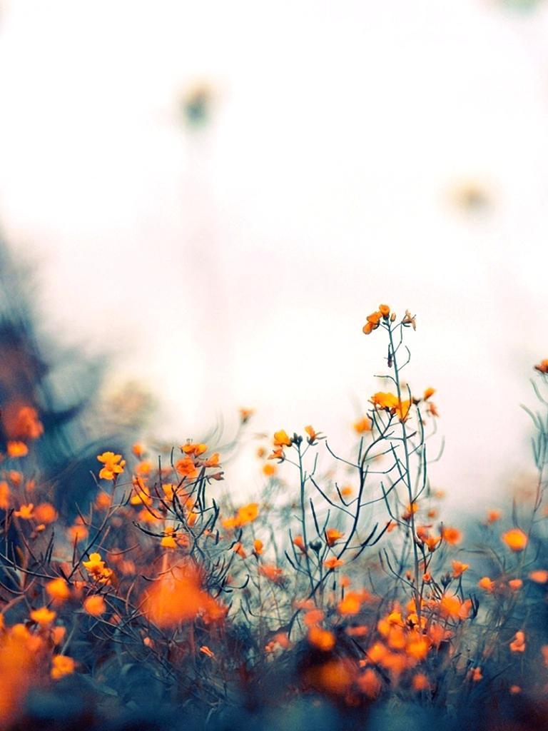 Orange Flower Wallpaper