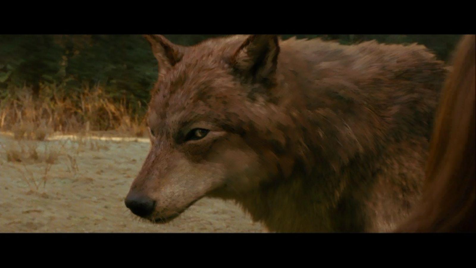 breaking dawn jacob wolf. Werewolf Jacob Eclipse. Werewolves