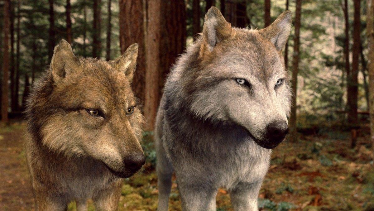 Seth and Leah in wolf form,BD 2. Description from fanpop. 