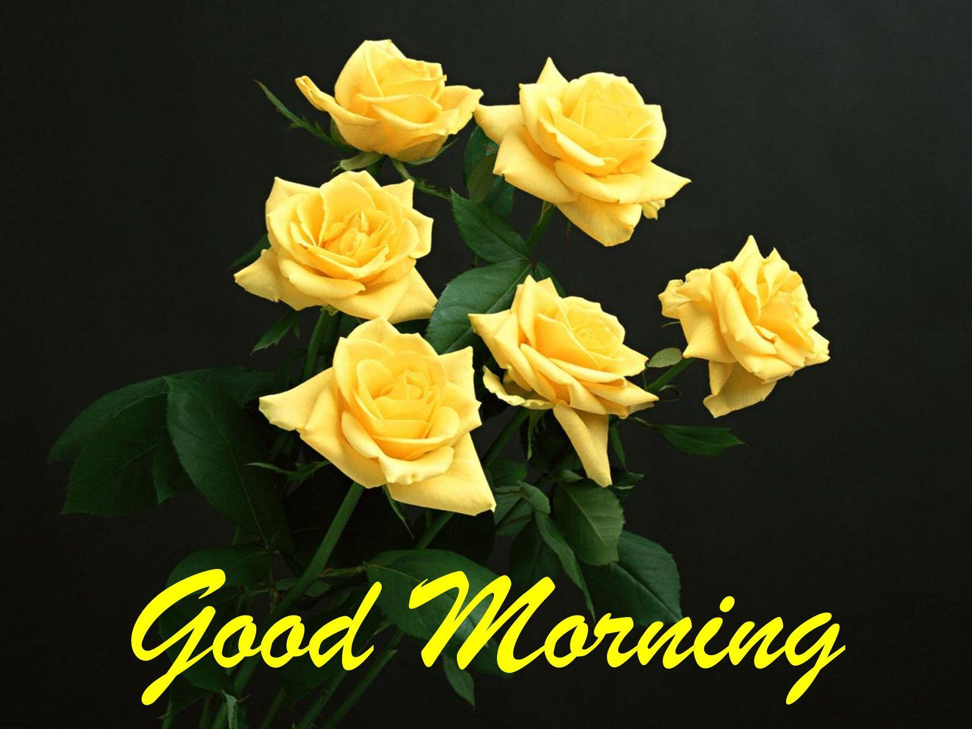 Good Morning Rose Wallpapers Wallpaper Cave