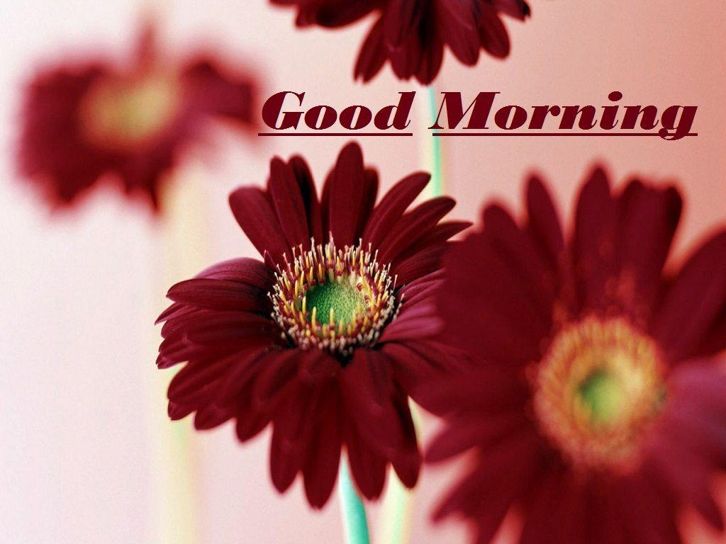 Good Morning Flowers HD Wallpaper & Image Wallpaper HD