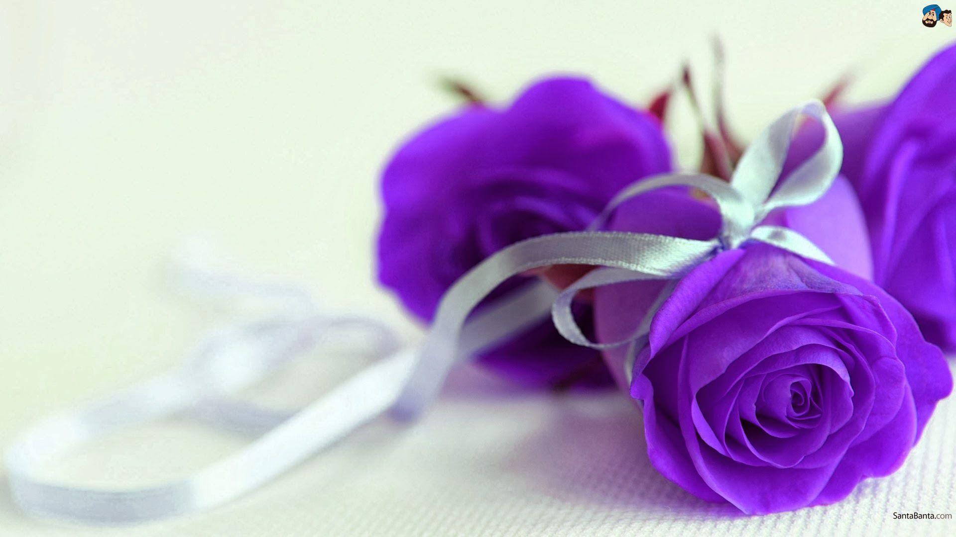 Purple Flowers Roses 11 High Resolution Wallpaper