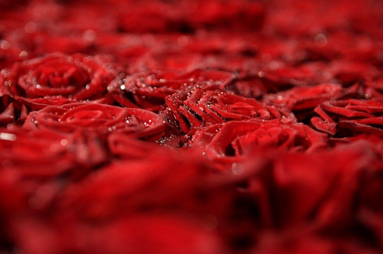 Nature roses red flowers rose wallpaper