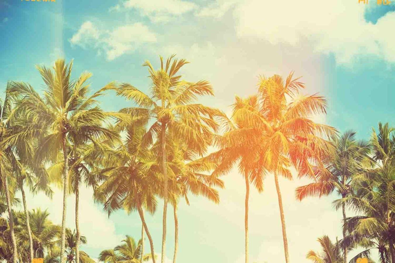 Palm Tree Backgrounds Wallpaper Cave