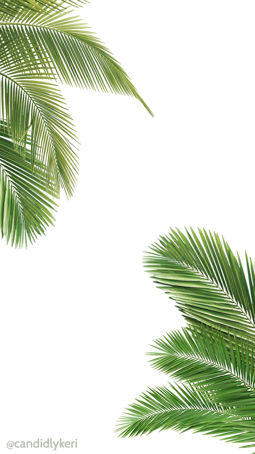 Palm tree and white wallpaper free download for iPhone android or