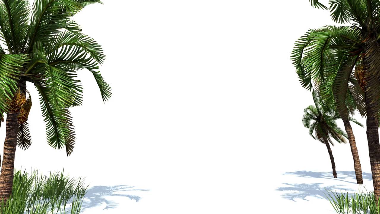 FREE HD video background Palm tree and grass with wind