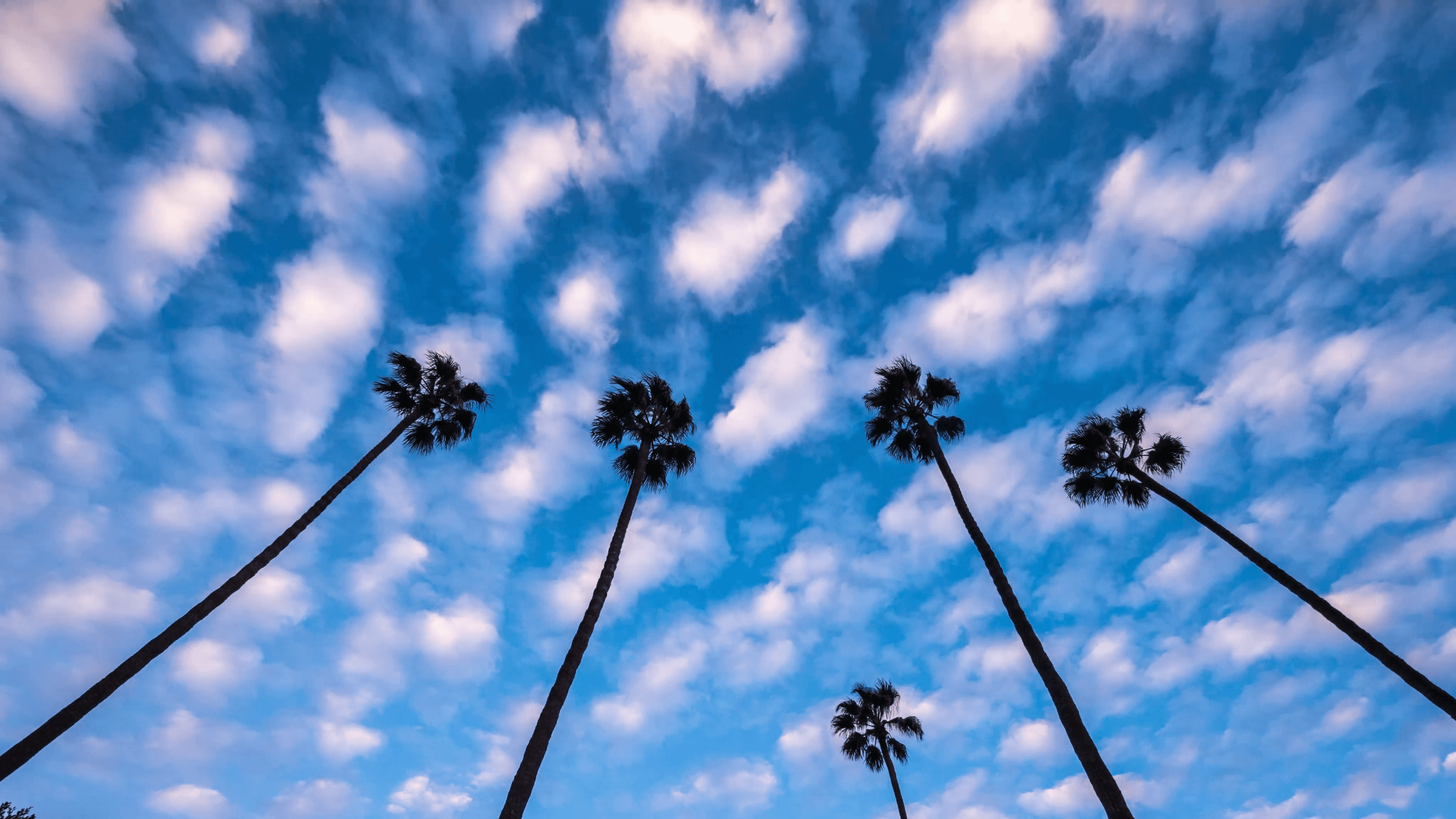 Palm trees against moving clouds over blue sky background. 4K