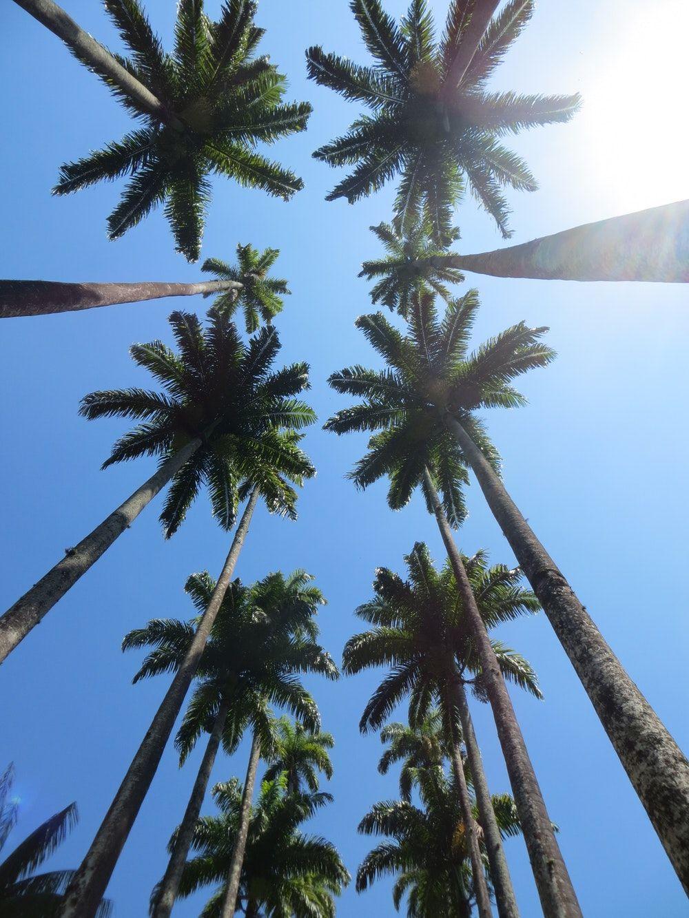 Palm Tree Picture. Download Free Image