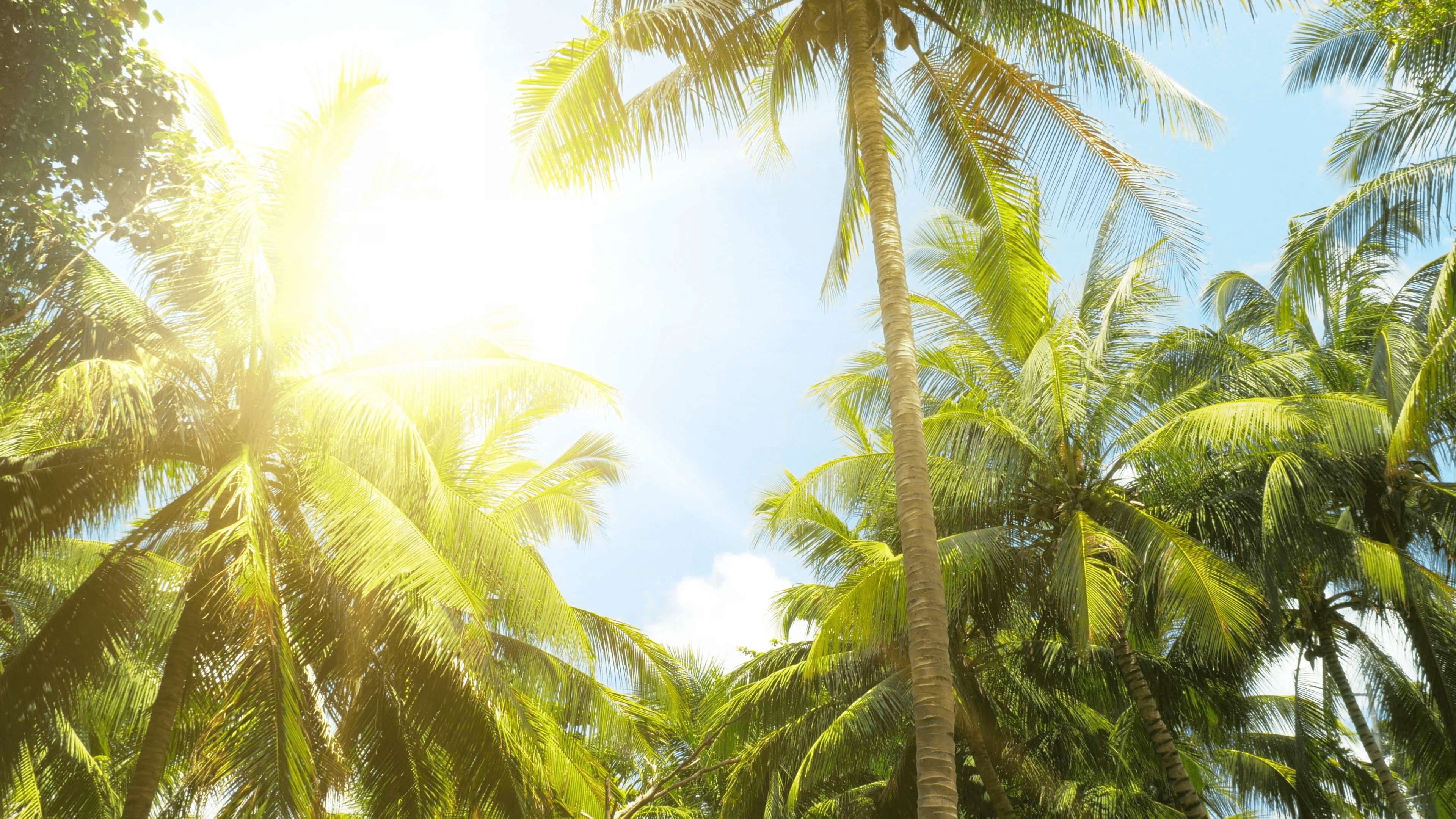 Palmtree background, Travel destination, magnificent nature, excite