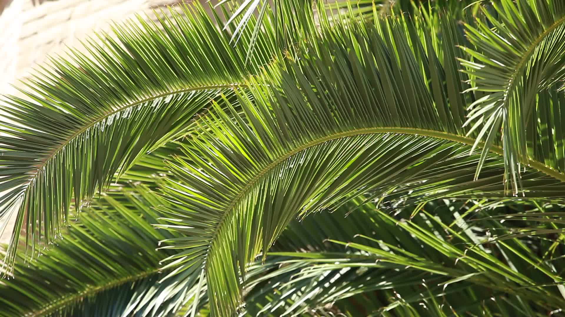 Video: Green palm tree leaves in the wind and architectural
