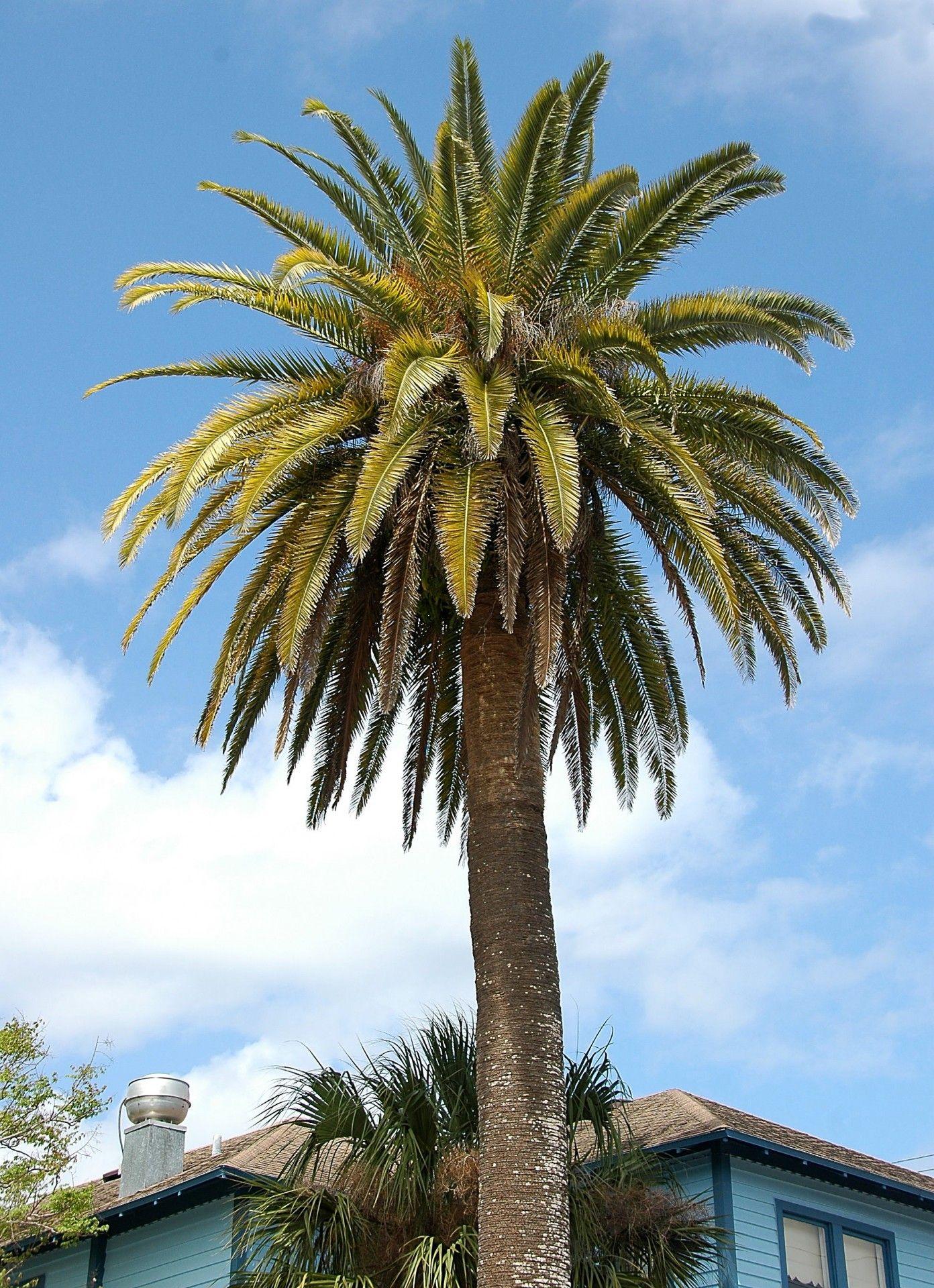 Palm Tree Background Free Domain Picture