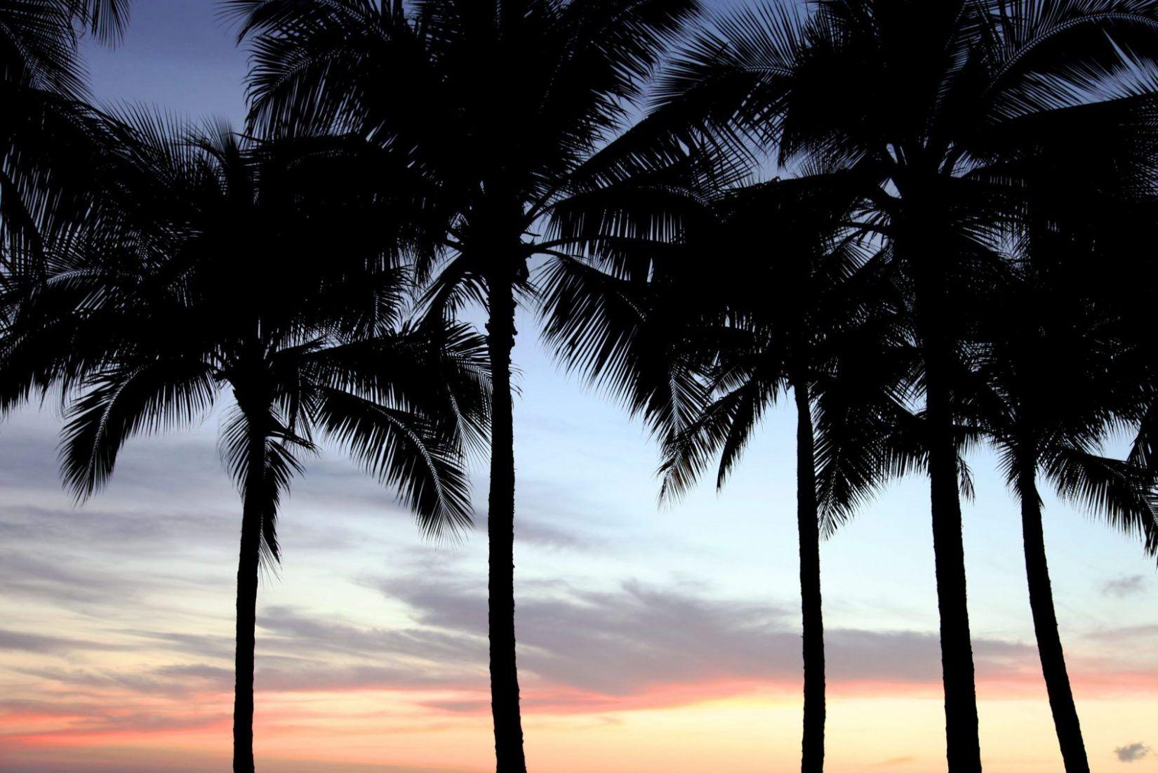 Free Desktop Background: Palm Trees