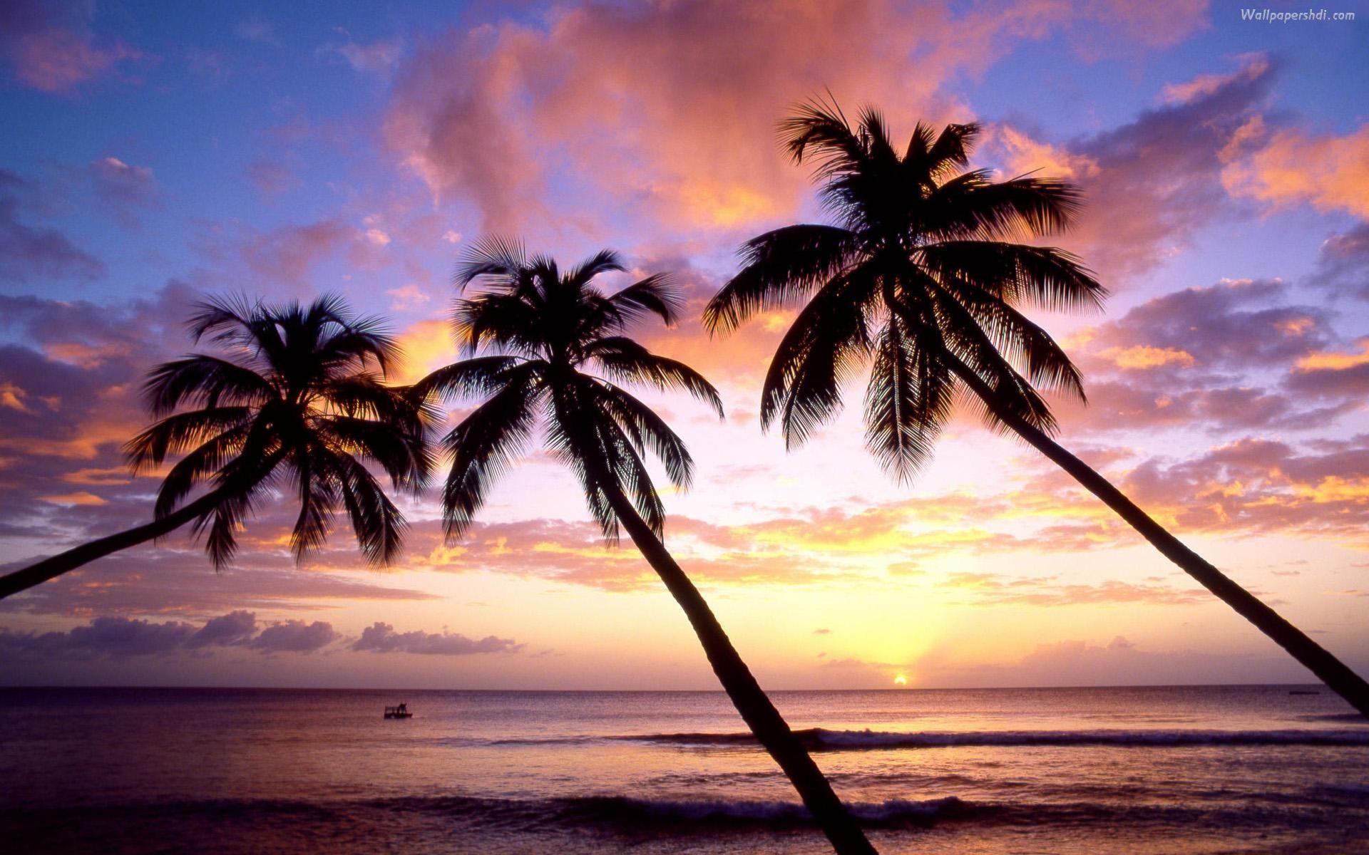Palm Trees Beach Wallpaper