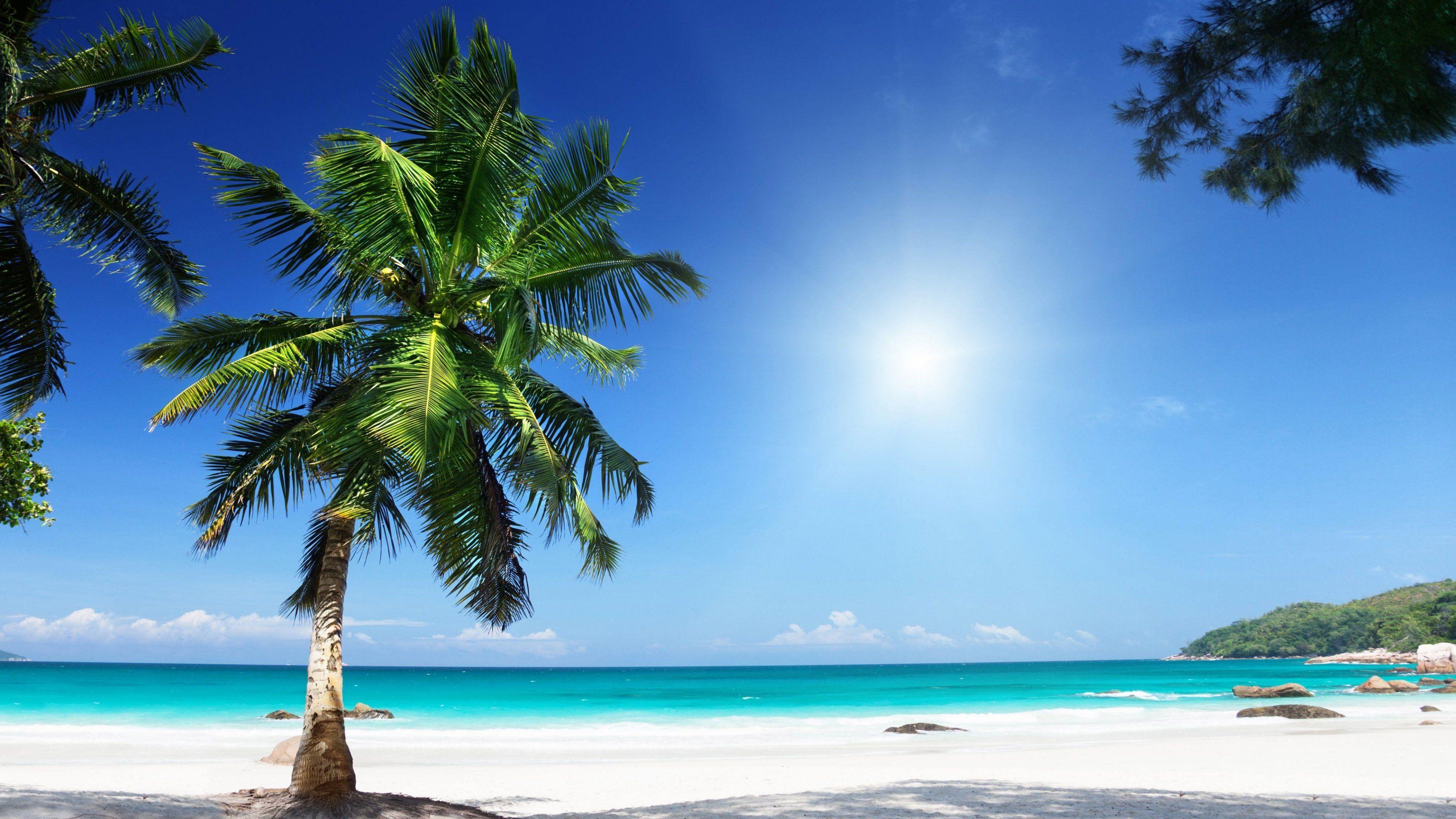 Palm Tree on Tropical Beach 4k Ultra HD Wallpapers
