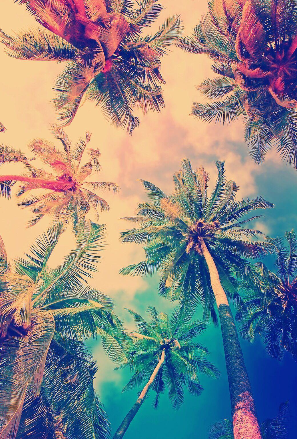Nature Coconut Tree Sky iPhone Wallpaper. Ipod wallpaper, Best