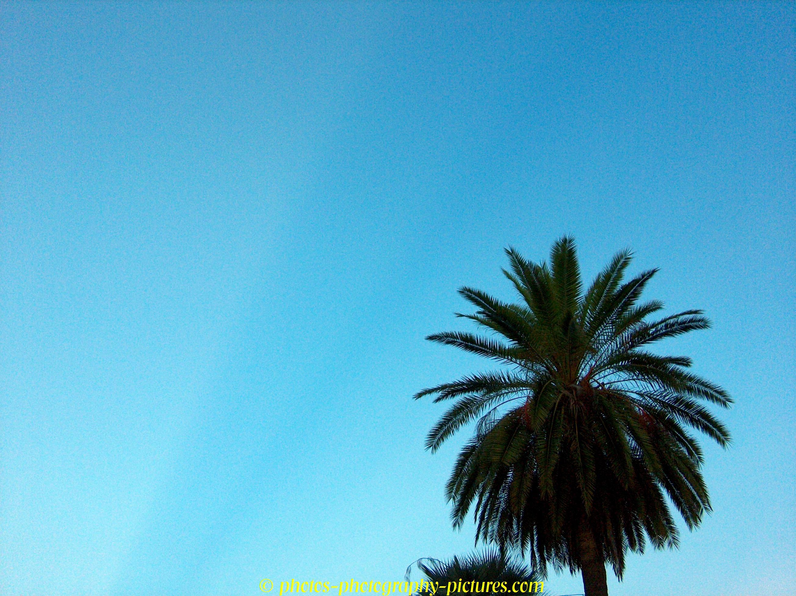 date palm tree blue sky background