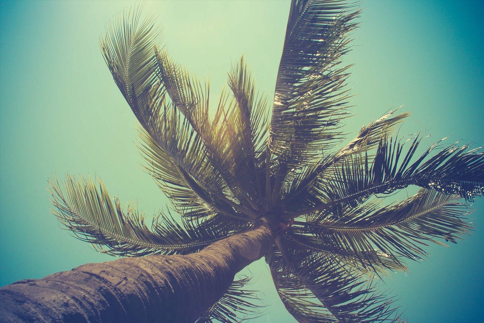 Palm Tree Backgrounds Wallpaper Cave