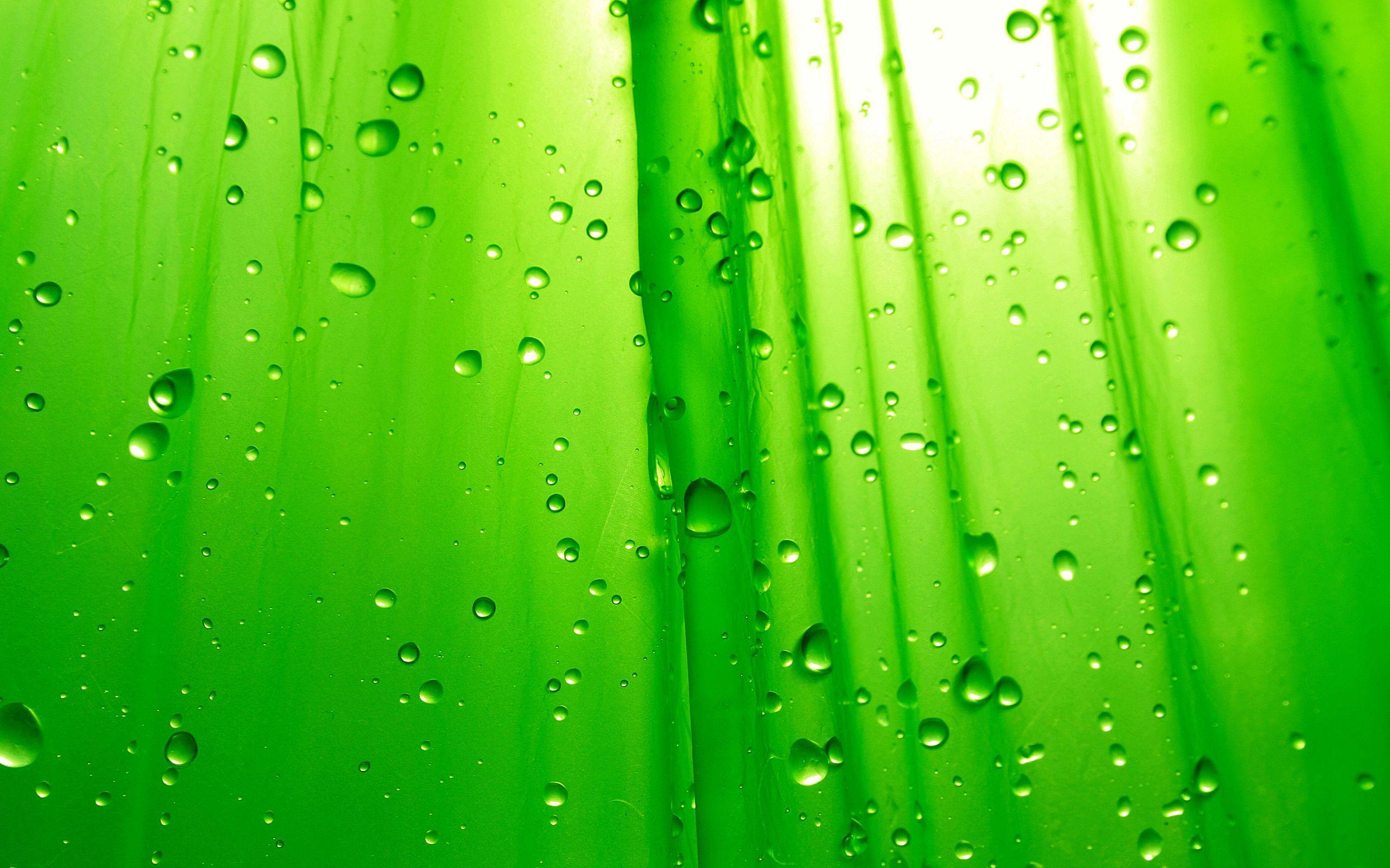 Wallpaper Green leaf, Rain drops, HD, Nature