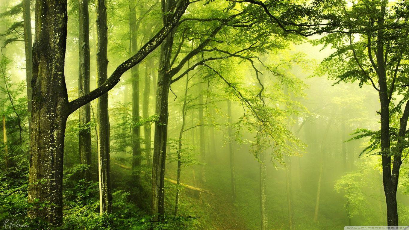Beautiful Green Forest ❤ 4K HD Desktop Wallpaper for 4K Ultra HD TV