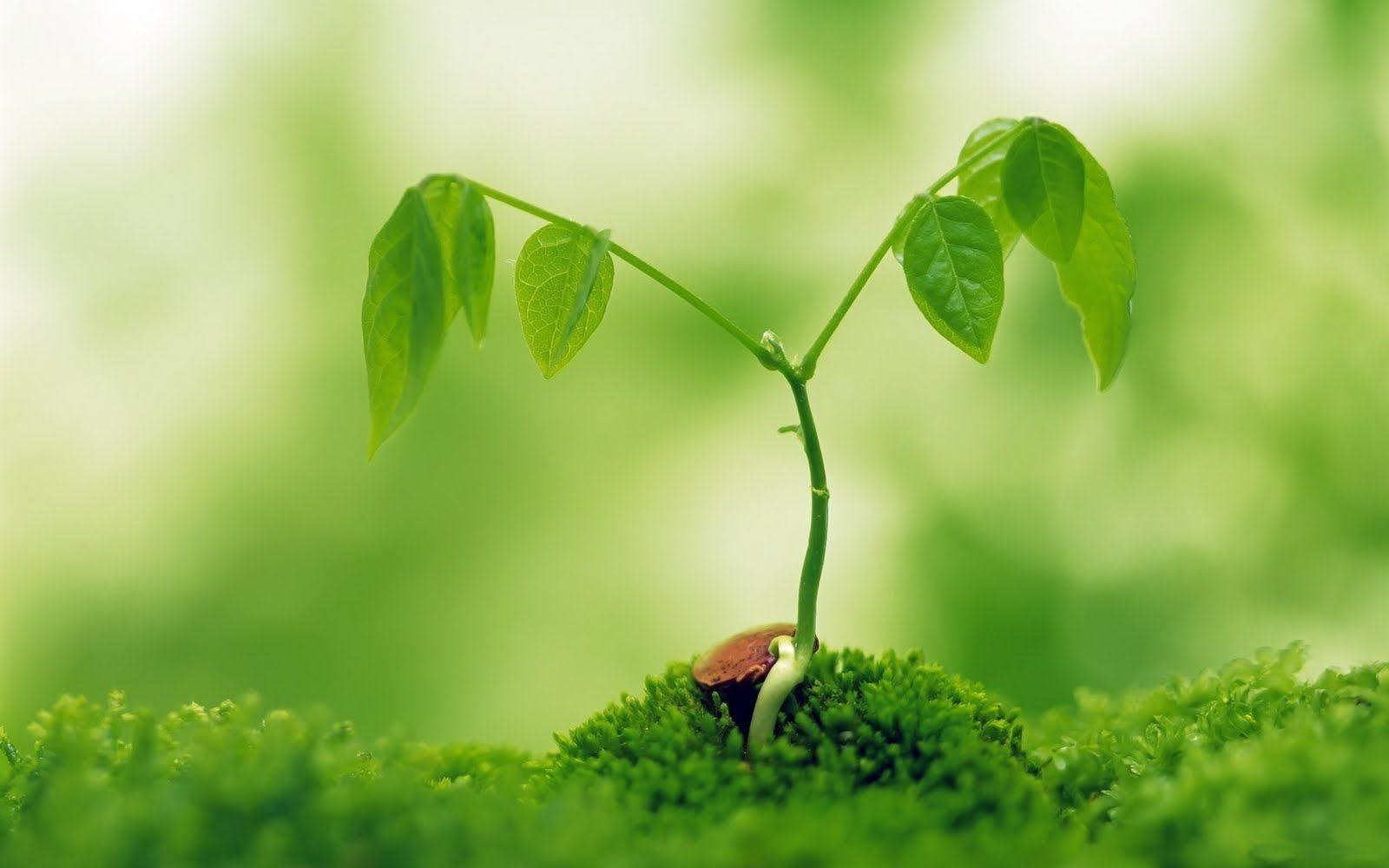 Desktop Green Nature HD Picture Live Hq With Image Free Download