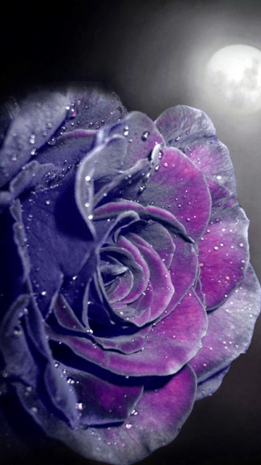 Purple Rose Wallpaper iPhone