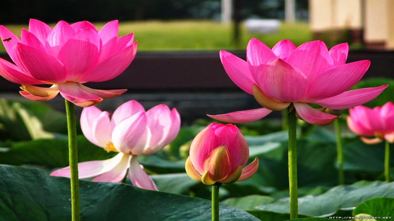 Indoor Gardening!: About Lotus, and its care