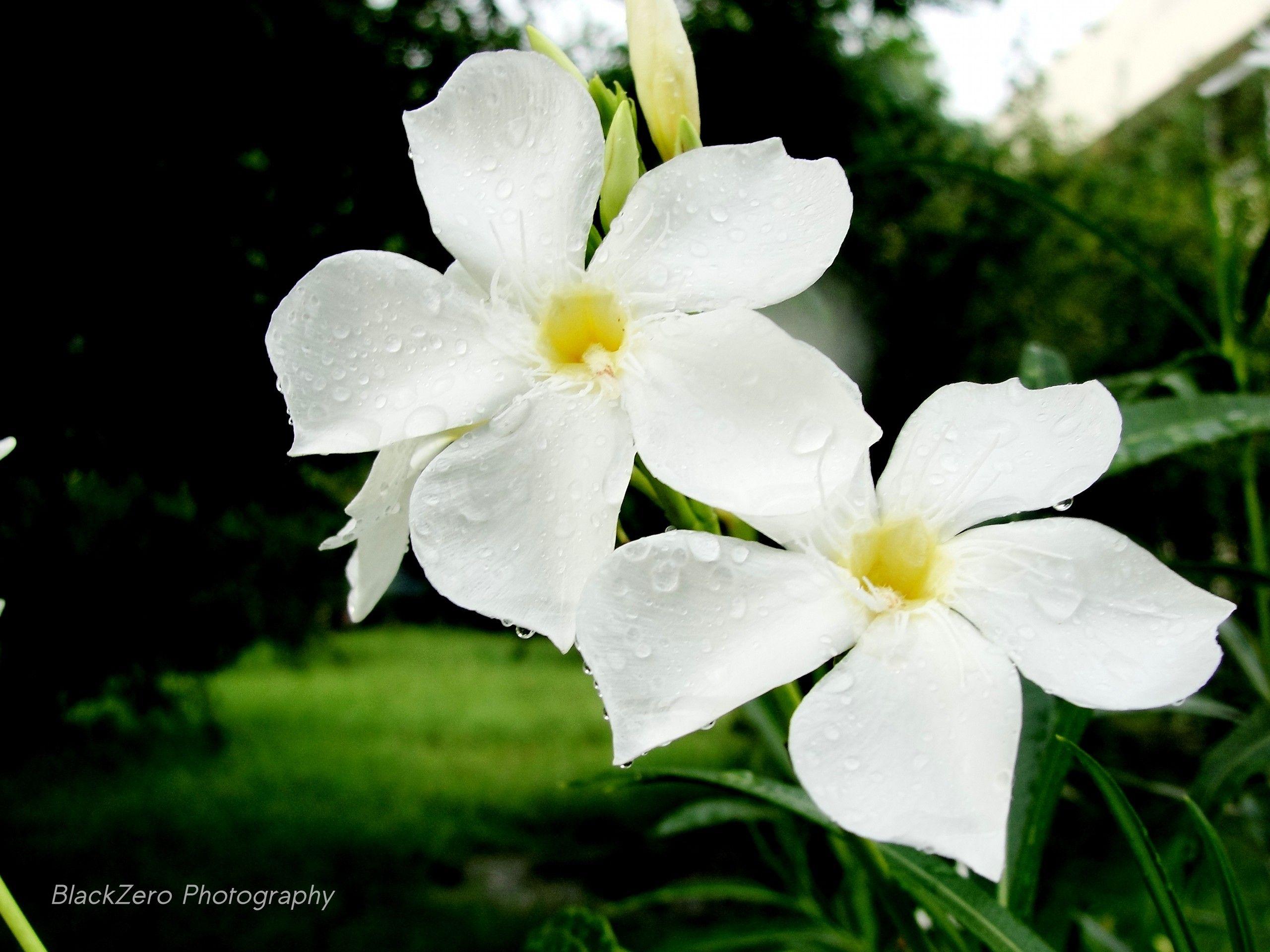 Happy Flower wallpaper. Happy Flower