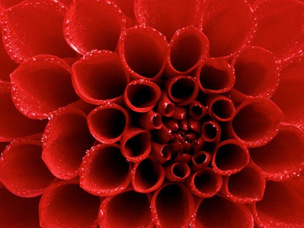 Dew tipped Red Dahlia Wallpaper