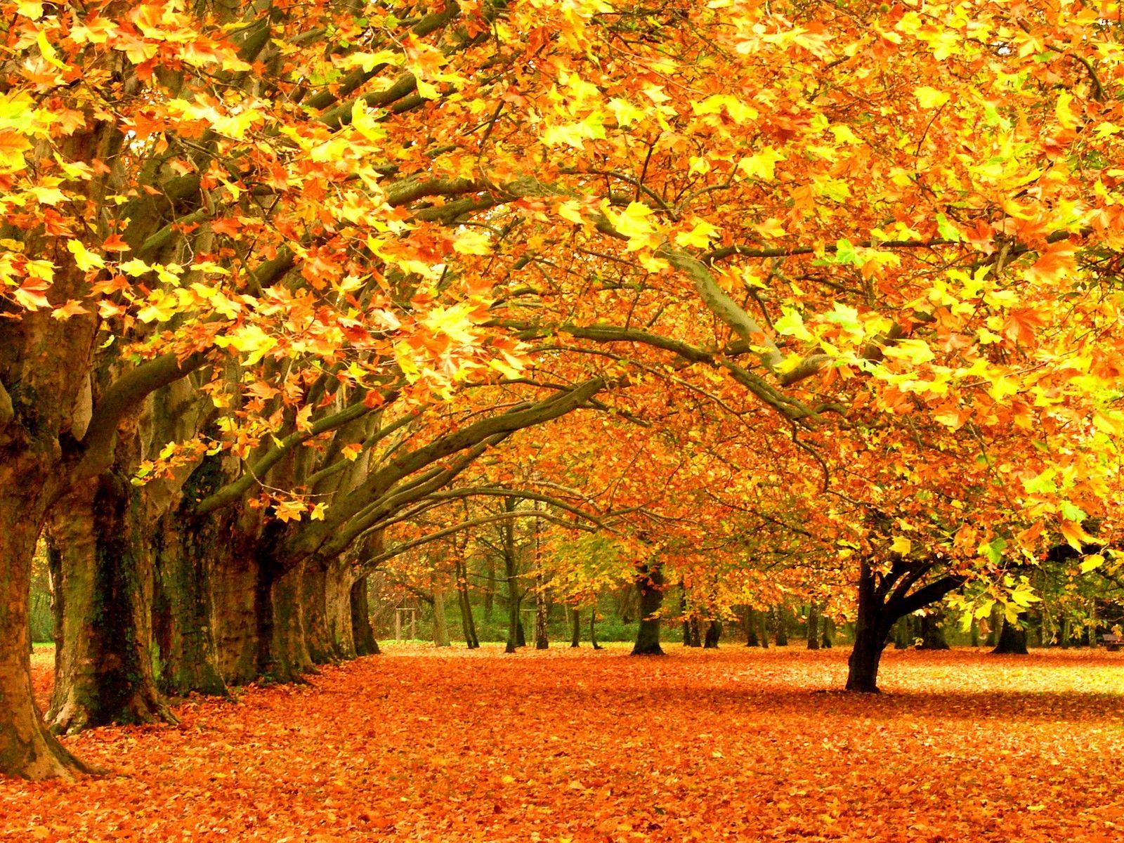 hd wallpapers nature fall