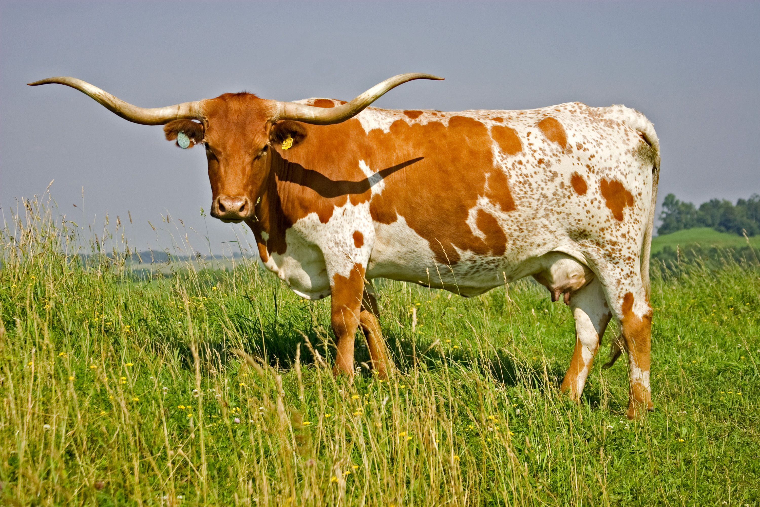 Longhorn Cattle wallpaper, Animal, HQ Longhorn Cattle pictureK