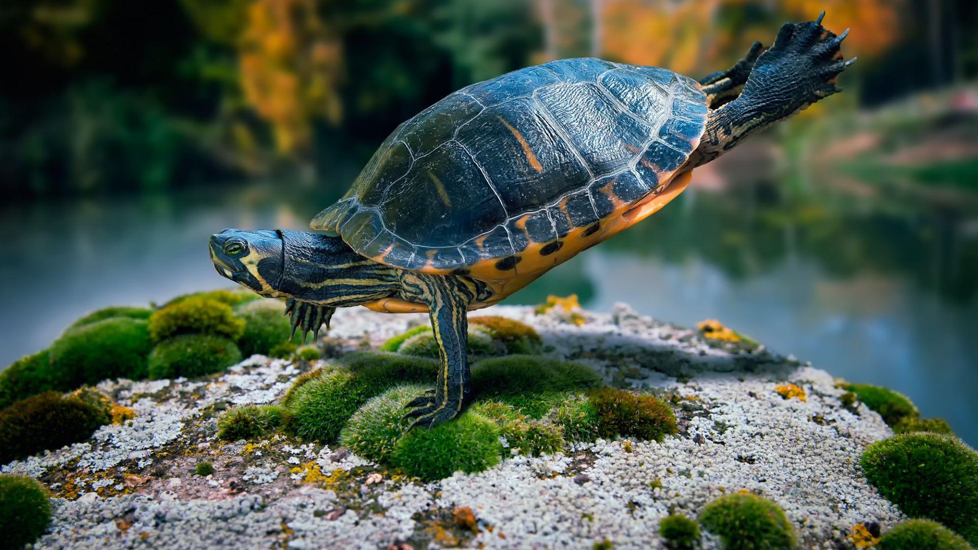 Full HD Wallpaper turtle gymnastics amusing, Desktop Background HD