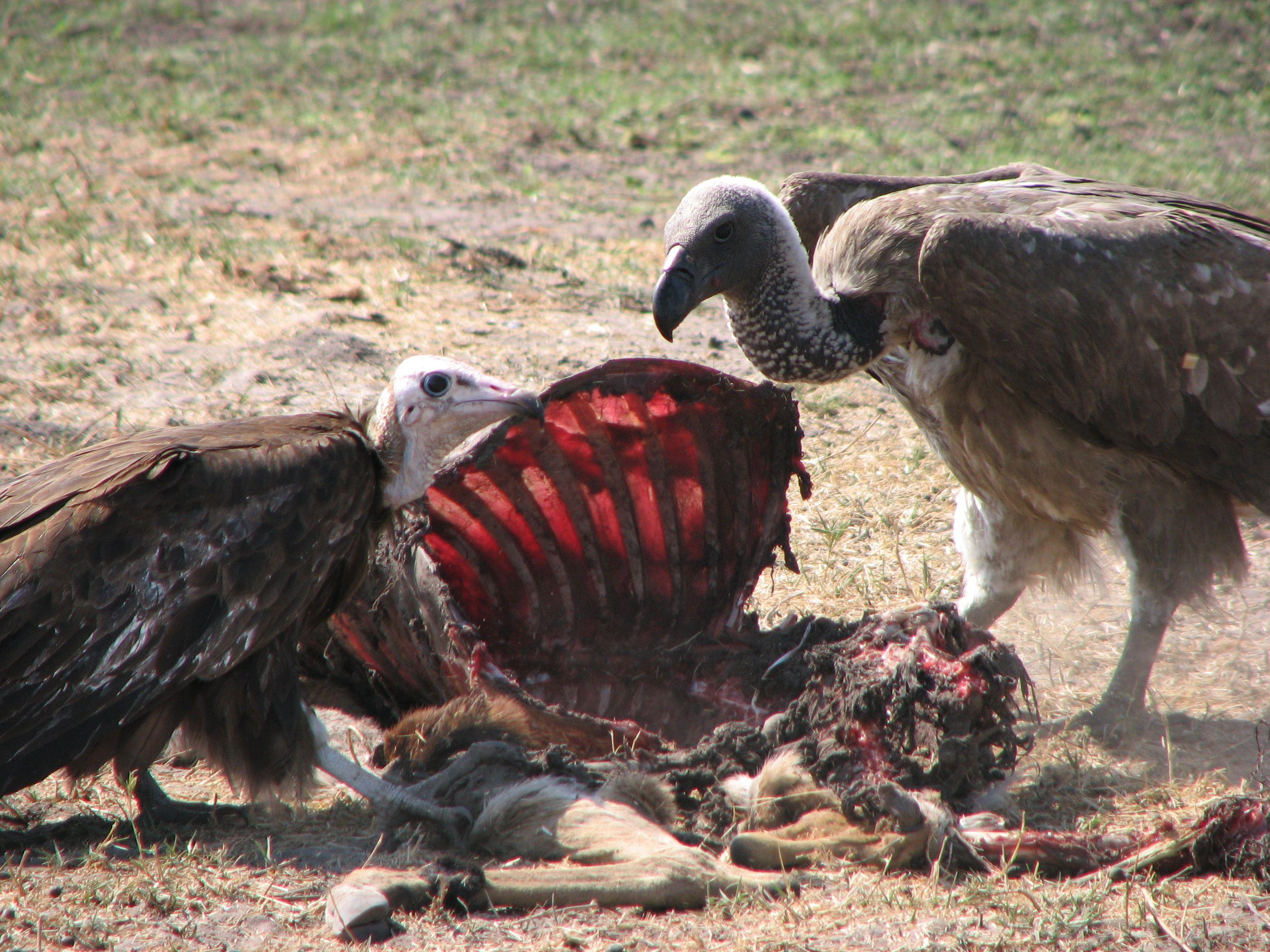 Vultures Wallpaper High Quality