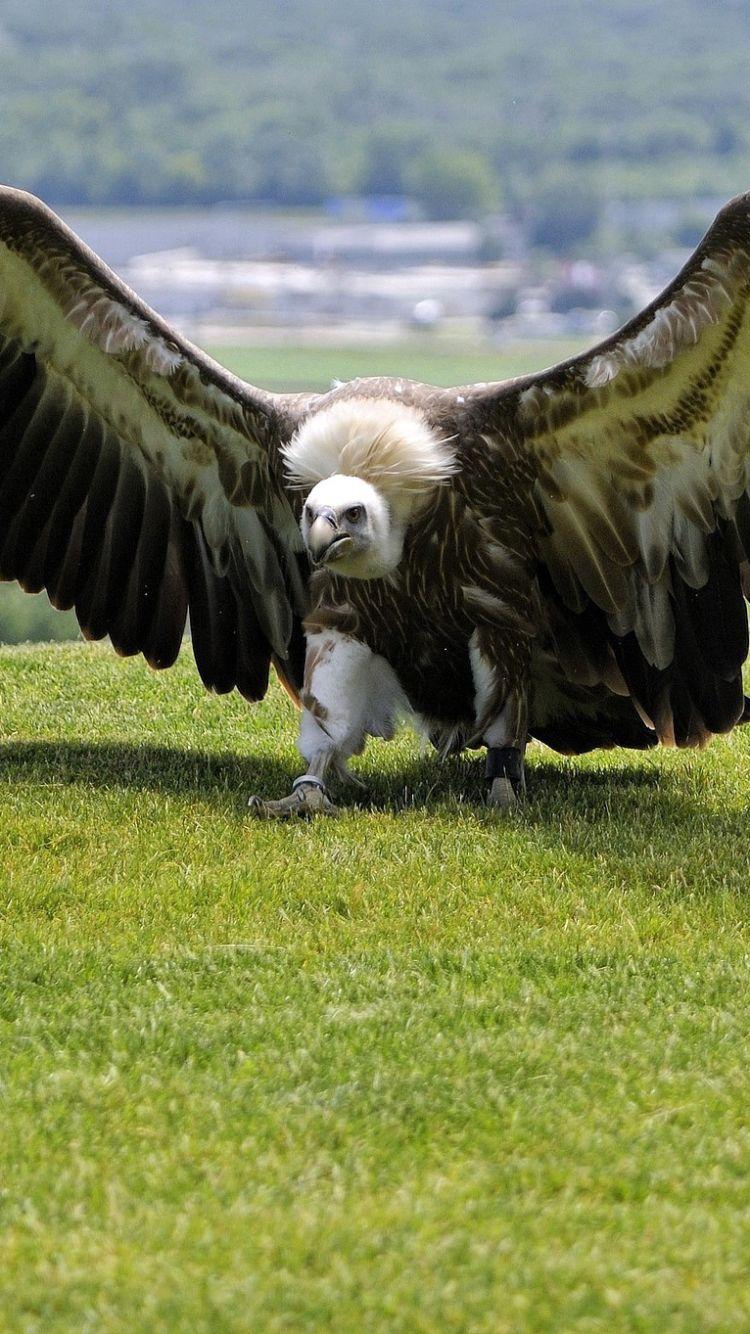 Animal Vulture (750x1334) Wallpaper