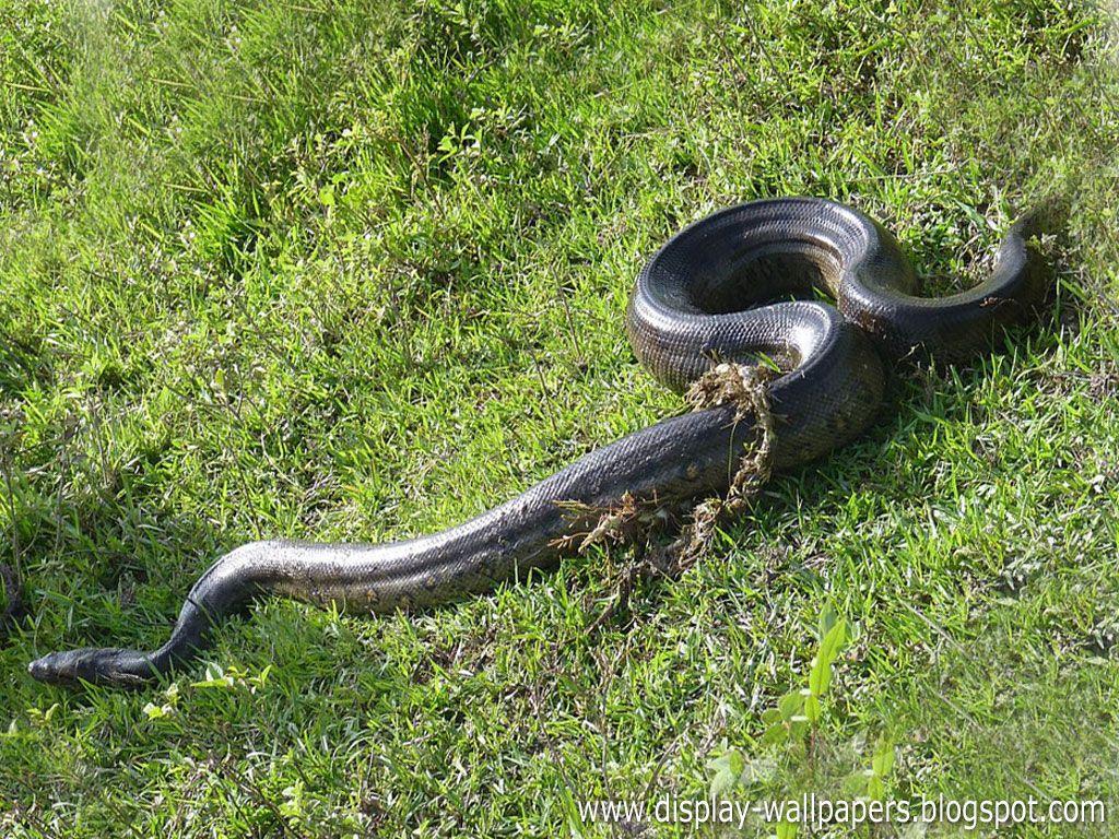 Wallpaper Download: Great Anaconda Snake Wallpaper Harster
