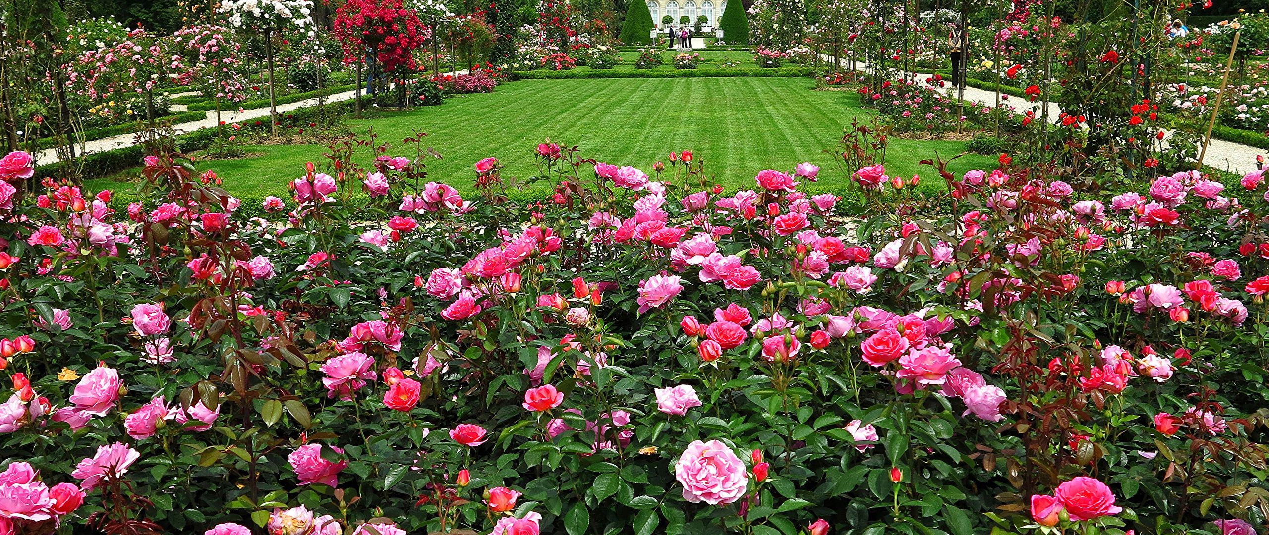 Wallpaper Paris France Bagatelle Rose Garden Roses Nature 2560x1080