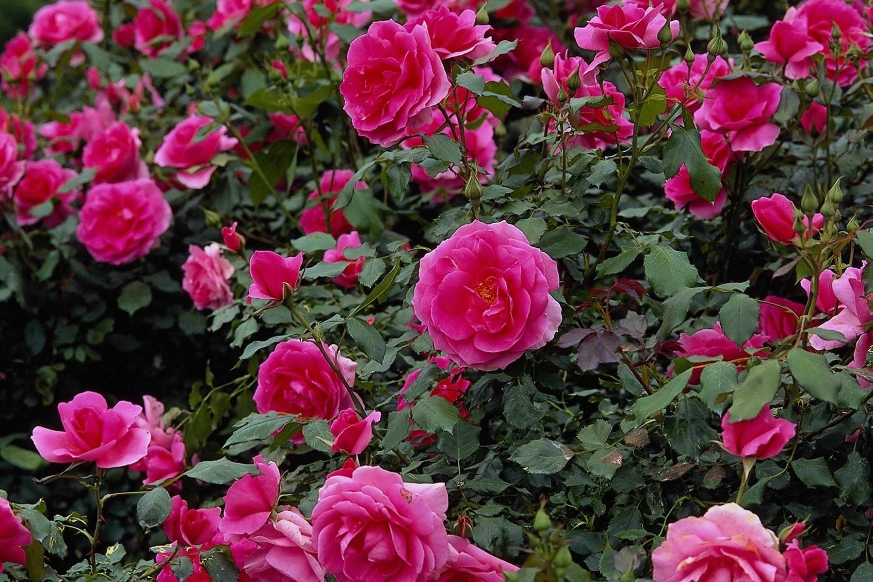 Rose Garden HD Wallpaper