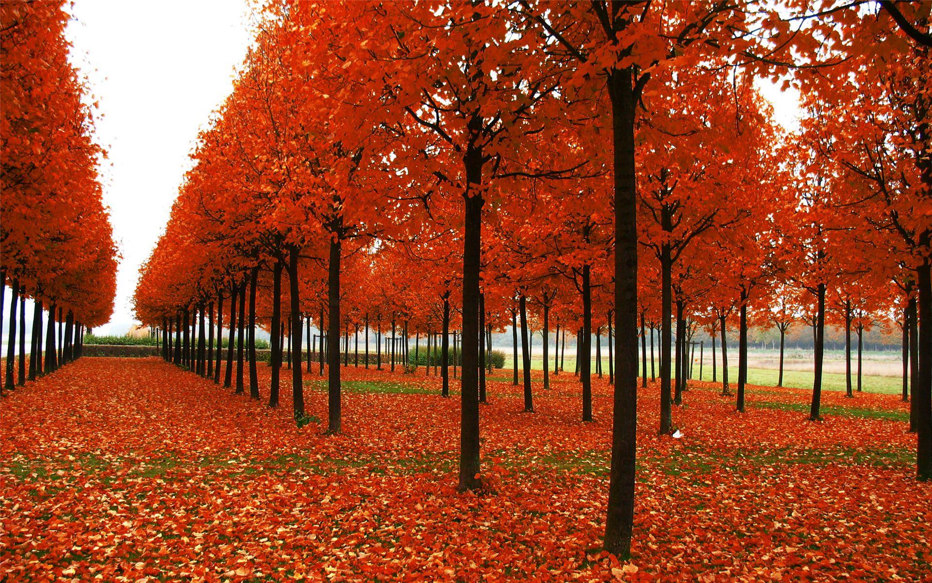 Download China Red Garden Autumn Nature Wallpaper HD Desktop Image